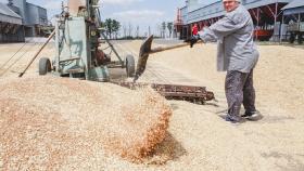 Минсельхоз не ожидает сильного подорожания зерна в России